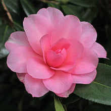 Load image into Gallery viewer, CAMELLIA HYBRID WATERLILY 4.0L
