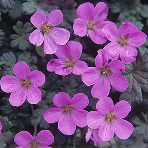 GERANIUM BERTIE GRUG 1.5L