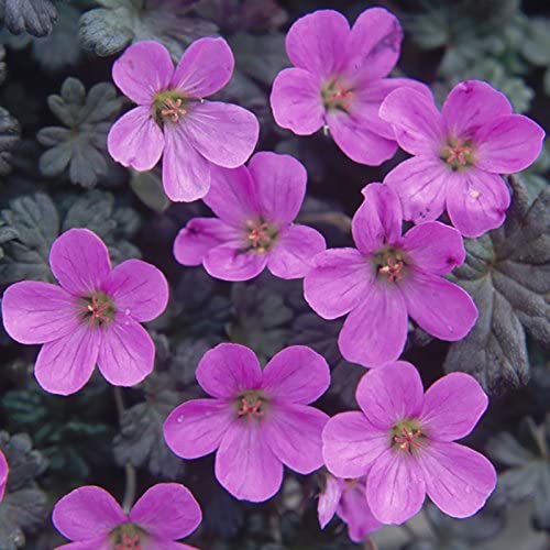 GERANIUM BERTIE GRUG 1.5L