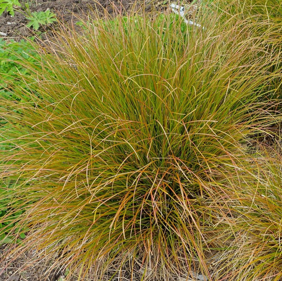 CAREX DIPSACEA TAHOATA 1.0L