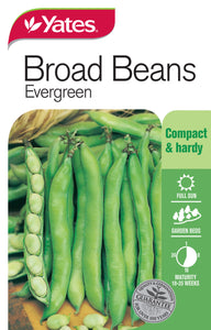 BEANS BROAD EVERGREEN SEED