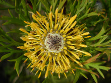 Load image into Gallery viewer, ISOPOGON ANETHIFOLIUS DRUMSTICK BUSH
