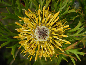 ISOPOGON ANETHIFOLIUS DRUMSTICK BUSH