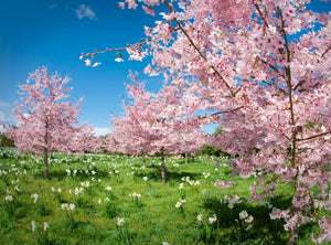 PRUNUS SERRULATA SHIMIDZU SAKURA 1.6M PB28