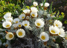 Load image into Gallery viewer, HELICHRYSUM RETORTUM SEA STRAWFLOWER 1.3L
