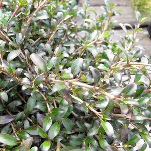 COPROSMA BLACK CLOUD 2.0L