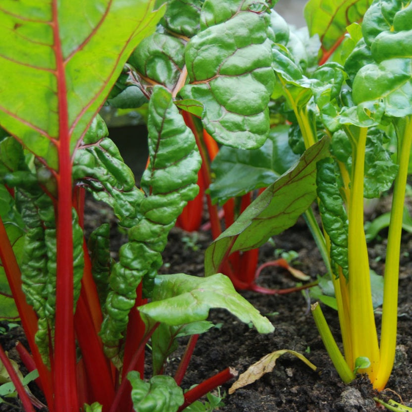 SILVERBEET BRIGHT LIGHTS SEED