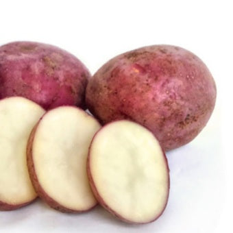 POTATO SEED RED RASCAL 1kg