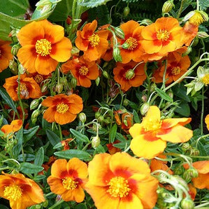 HELIANTHEMUM BEN VANE 14CM