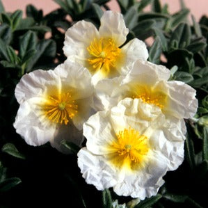 HELIANTHEMUM WISLEY WHITE 14CM