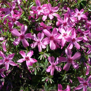 PHLOX SUBULATA VIVID 14cm