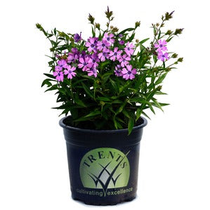 PHLOX GREENCOURT VIOLET 14CM