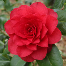 Load image into Gallery viewer, CAMELLIA HYBRID LES JURY 4.0L
