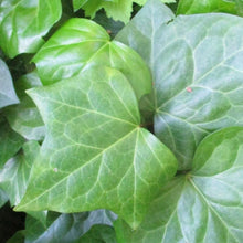 Load image into Gallery viewer, HEDERA CANARIENSIS CANARY ISLAND IVY
