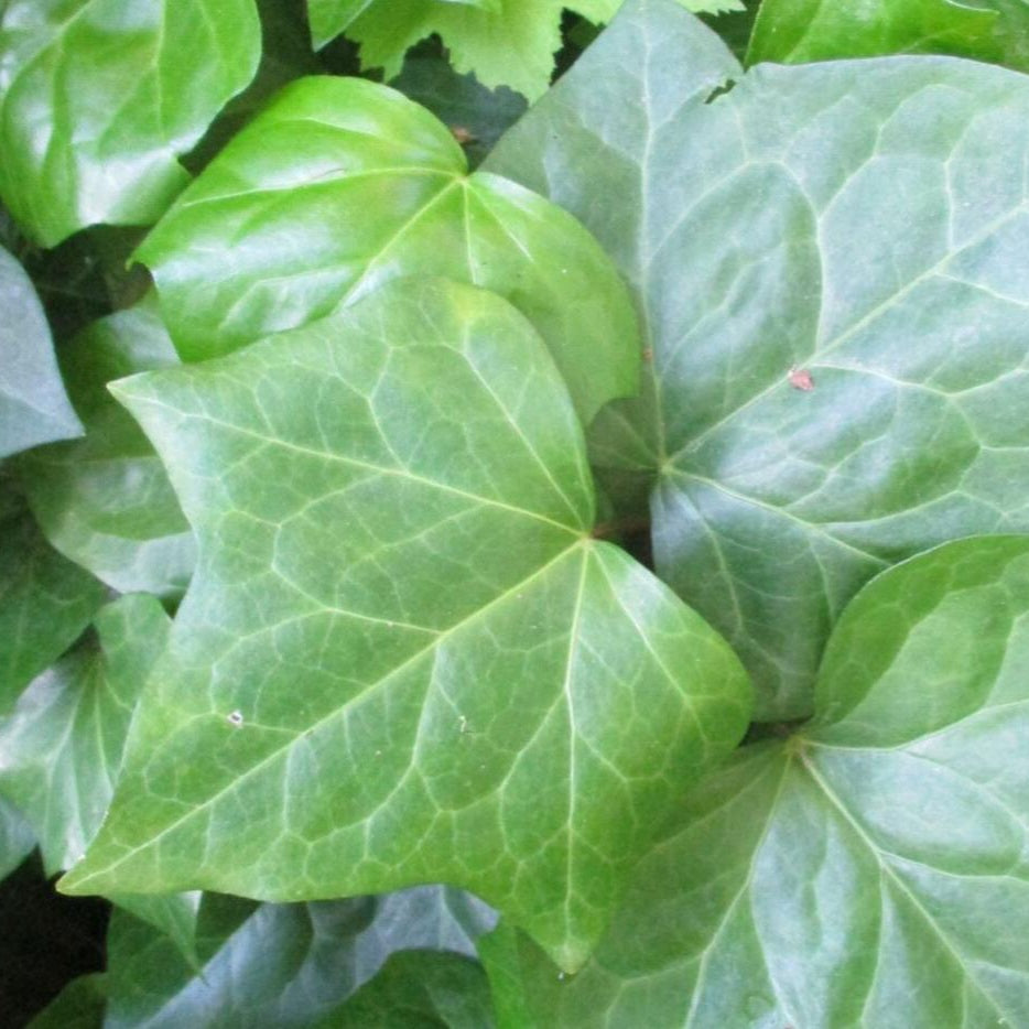 HEDERA CANARIENSIS CANARY ISLAND IVY