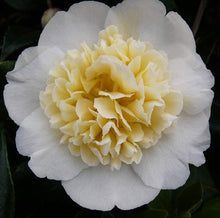 Load image into Gallery viewer, CAMELLIA JAPONICA JURY&#39;S YELLOW
