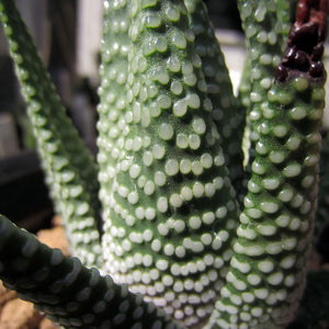 HAWORTHIA ZENIGATA