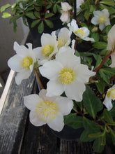 Load image into Gallery viewer, HELLEBORUS NIGER JACOB 2.4L
