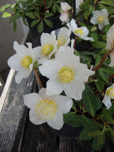 HELLEBORUS NIGER JACOB 2.4L