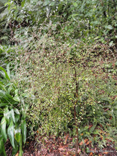 Load image into Gallery viewer, COPROSMA CRASSIFOLIA MIKIMIKI 2.0L
