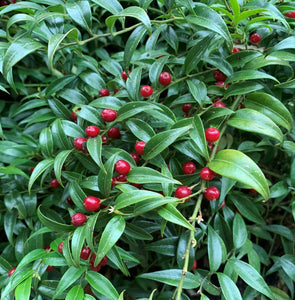 SARCOCOCCA RUSCIFOLIA FRAGRANT SWEET BOX 2.0L