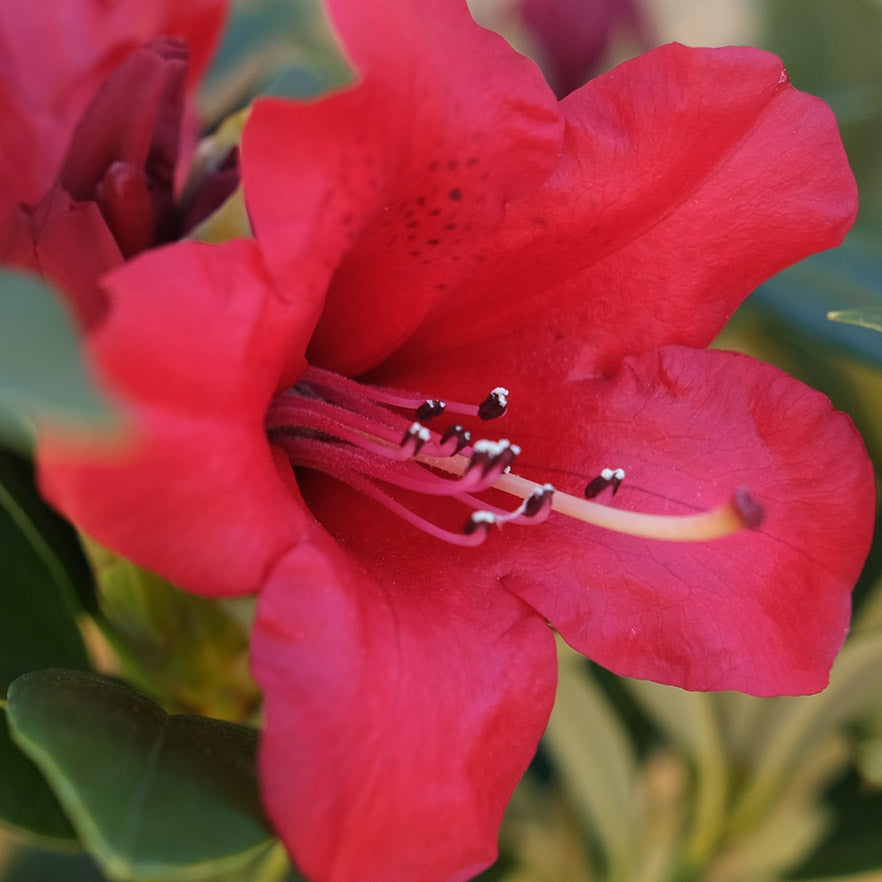 RHODODENDRON FIREMAN JEFF 6.0L