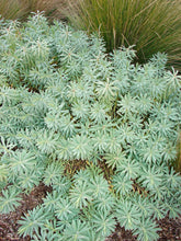 Load image into Gallery viewer, EUPHORBIA GLAUCA WAIUATUA 1.5L
