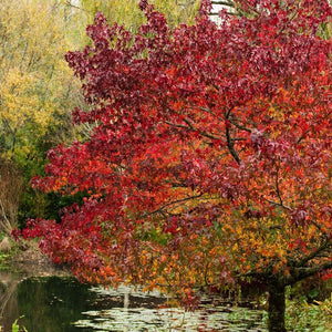 LIQUIDAMBAR STYRACIFLUA LANE ROBERTS PB28