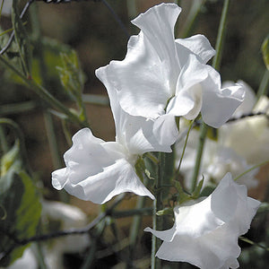 SWEET PEA SWAN LAKE SEED