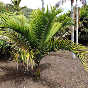 RHOPALOSTYLIS SAPIDA NEW ZEALAND NIKAU 4.0L