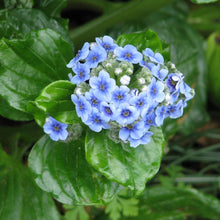 Load image into Gallery viewer, MYOSOTIDIUM HORTENSIA CHATHAM ISLAND FORGET ME NOT 12CM
