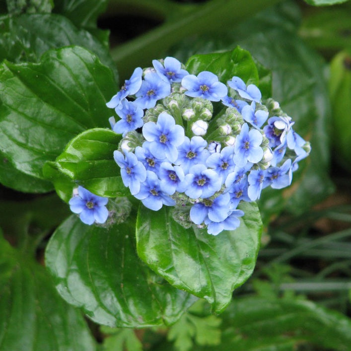 MYOSOTIDIUM HORTENSIA CHATHAM ISLAND FORGET ME NOT 12CM