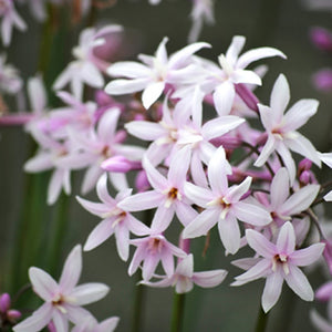 TULBAGHIA MILKY WAY 1.9L