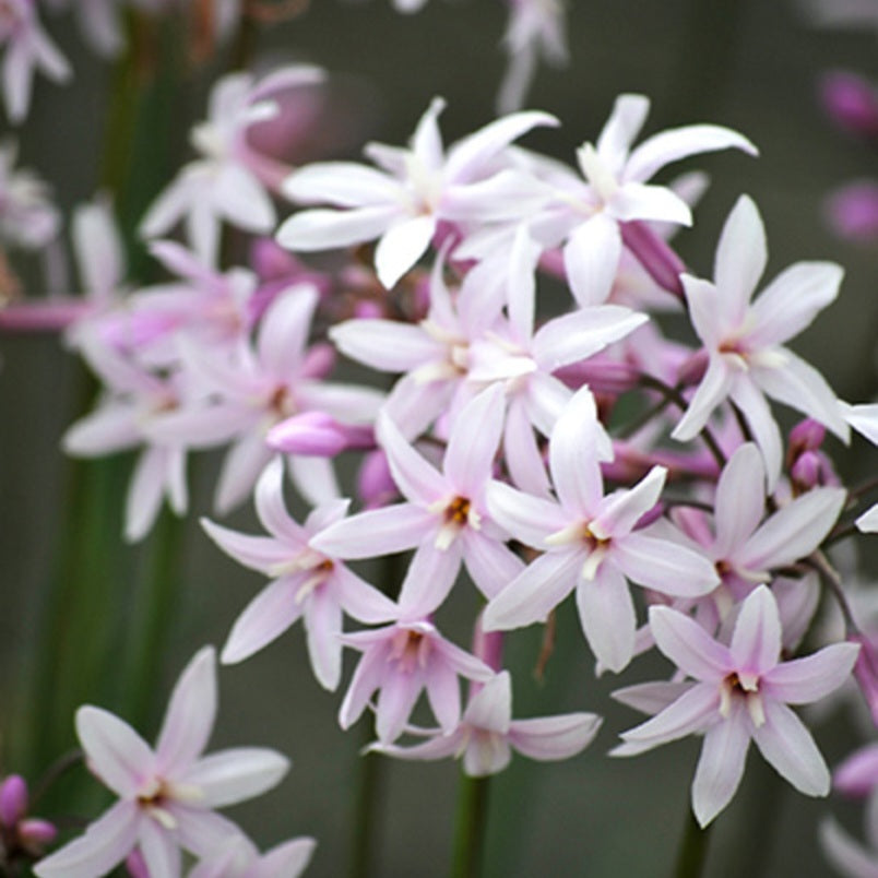 TULBAGHIA MILKY WAY 1.9L