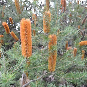 BANKSIA ORANGE CANDLES