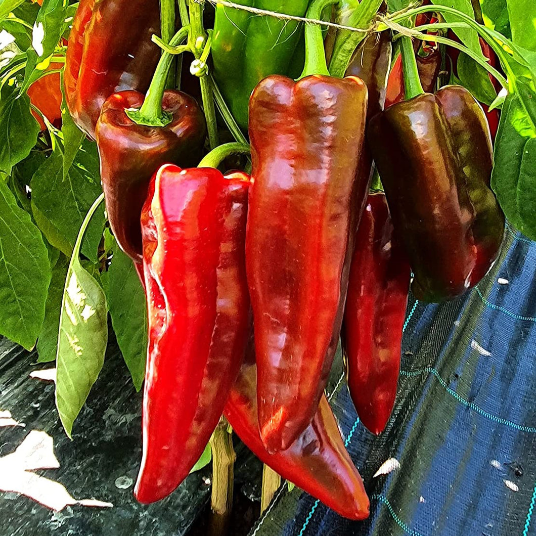 CAPSICUM CORNO DI TORO SEED