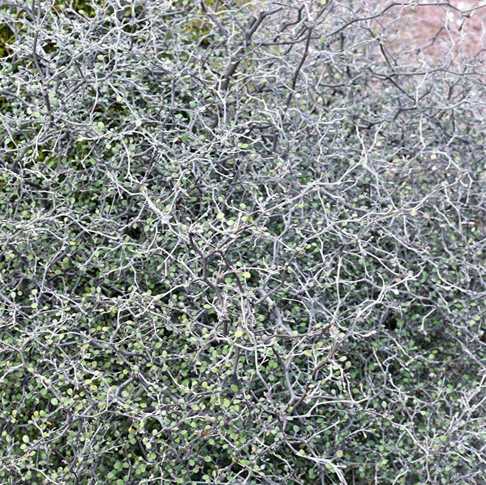 COROKIA SILVER PRINCE