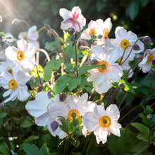 Load image into Gallery viewer, ANEMONE HUPEHENSIS DAINTY SWAN 1.5L
