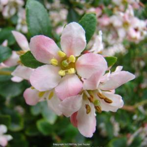 ESCALLONIA APPLE BLOSSOM 2.5L