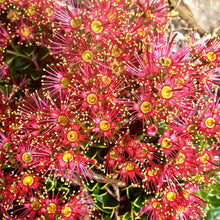 Load image into Gallery viewer, METROSIDEROS CARMINEA CRIMSON RATA AKAKURA 1.5L
