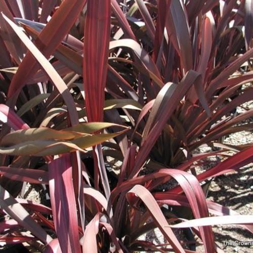 PHORMIUM DAZZLER 3.0L