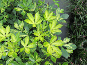 PSEUDOPANAX GOLD SPLASH