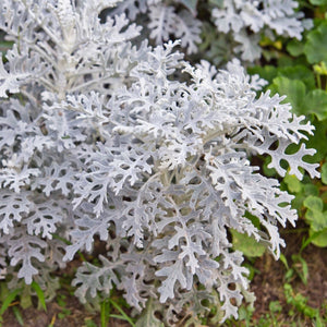 CINERARIA SILVER DUST SEED