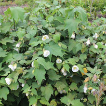 Load image into Gallery viewer, ABUTILON MOON WHITE 2.5L
