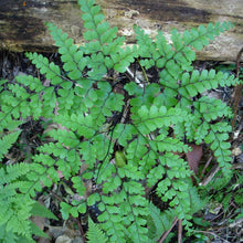 Load image into Gallery viewer, ADIANTUM FORMOSUM GIANT MAIDENHAIR 2.5L

