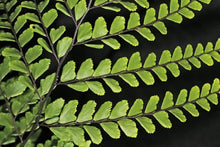 Load image into Gallery viewer, ADIANTUM FORMOSUM GIANT MAIDENHAIR 2.5L
