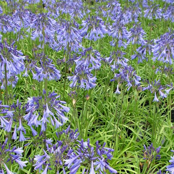 AGAPANTHUS GAYLES SAPPHIRE 2.5L