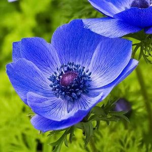 ANEMONE BLUE POPPY 15PK