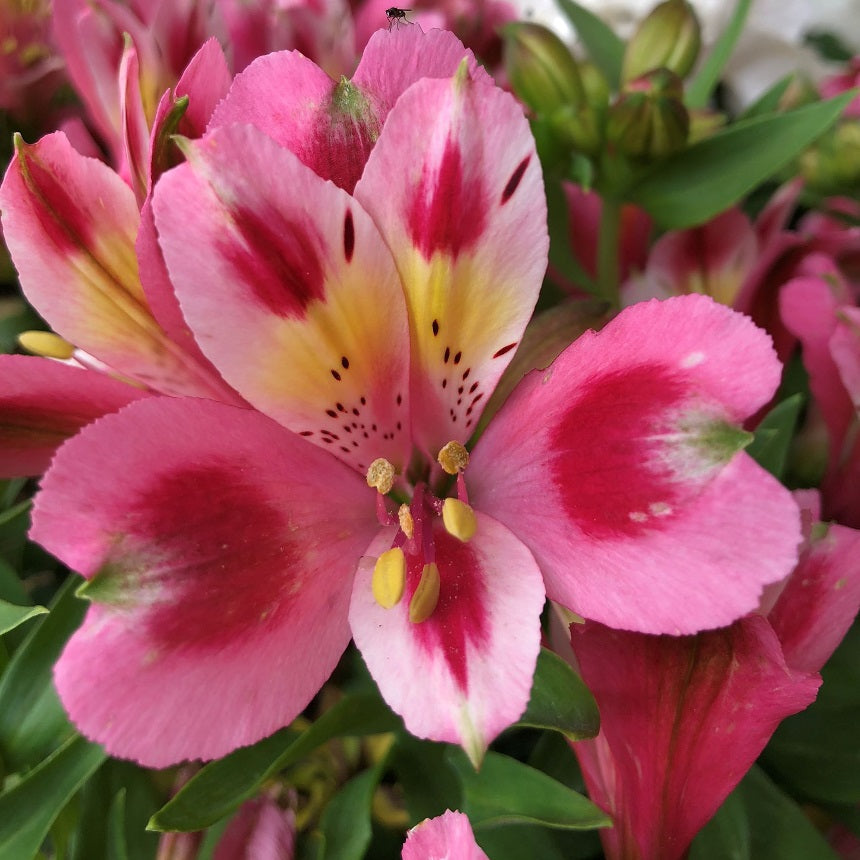 ALSTROEMERIA INCA FLAMINGO 2.5L