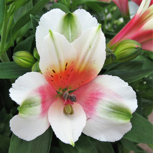 ALSTROEMERIA INCA LUCKY 2.5L